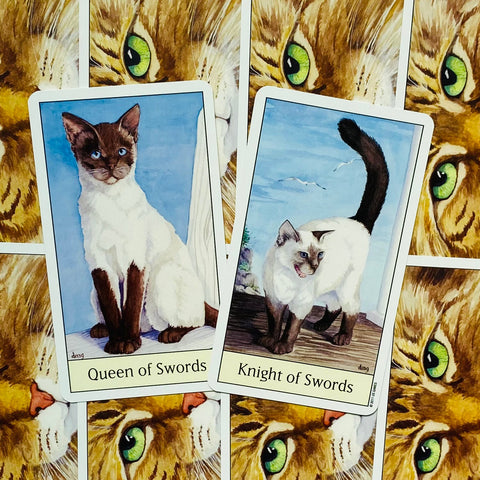Tarot kortos Queen ir Knight of Swords su katėmis, dvi priešingos kortos išdėstytos ant kačių raštuoto fono