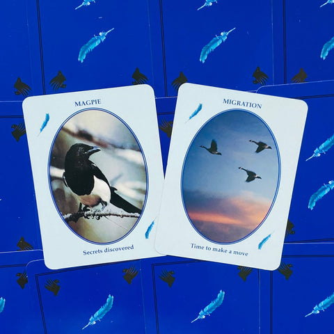 Orakulinių kortų rinkinys atvertas: dvi kortos (Magpie ir Migration) parodytos ant mėlyno dėklo su plunksnų raštu
