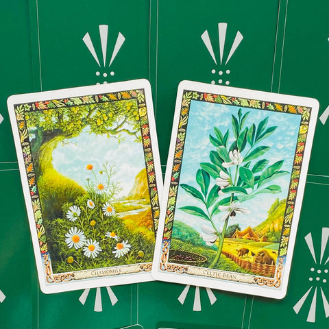 Tarot kortos, dviejų botaniškai iliustruotų kortų variantas (Chamomile ir Celtic Bean) ant žalio fono, priekiniame plane
