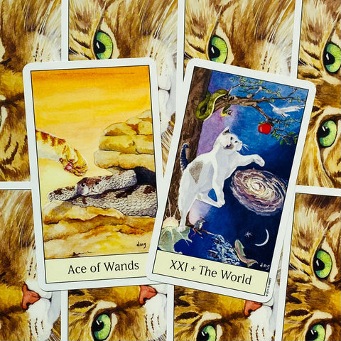 Cats Eye Tarot kortos