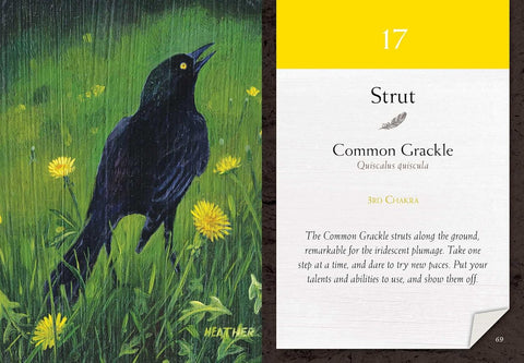 Common Grackle korta — juodas žvilgantis paukštis pievoje su pienių žiedais, informacinis tekstas „Strut“, nr. 17, 3rd Chakra