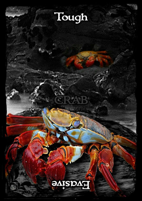 Animal Guidance And Aspects Oracle kortos SolarusHOBI.LT 🇱🇹