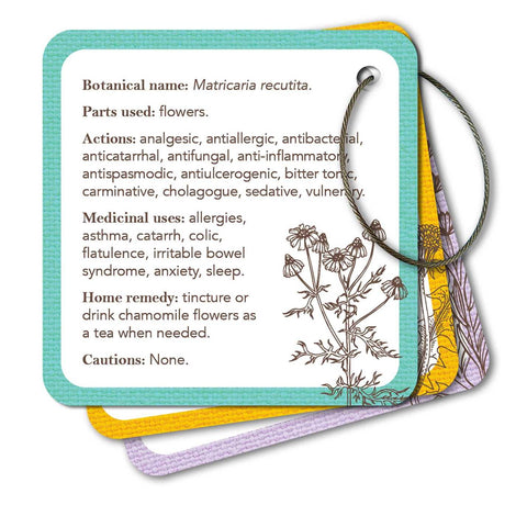 Ramunėlių informacinė kortelė su botaniniu pavadinimu, gydomosiomis naudojimo nuorodomis, žiedu tvirtinama ir pasteliniu rėmu