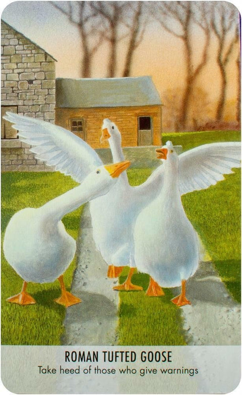 Bird Messages kortosHOBI.LT 🇱🇹