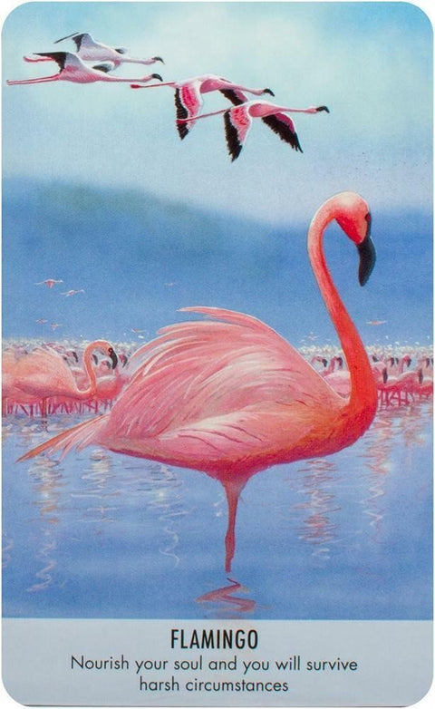 Bird Messages kortosHOBI.LT 🇱🇹