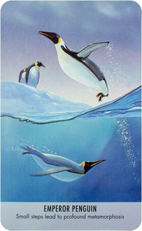 Bird Messages kortosHOBI.LT 🇱🇹