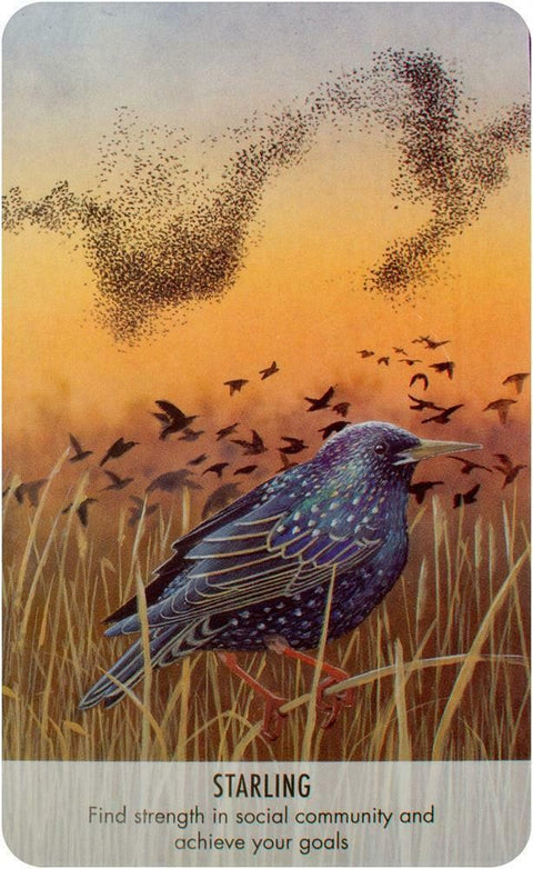 Korta "Starling" — blizganti sturna ant aukštų žolių, fone skriejantys pulkai; simbolizuoja bendruomenės stiprybę