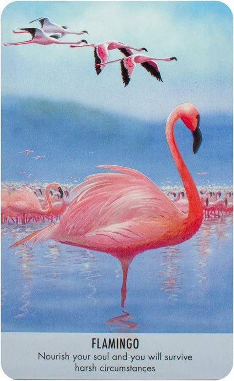 Flamingo korta, rožinė iliustracija su stovinčiu flamingu priekyje, skrendančiu būriu fone ir įkvepiančia citata apačioje