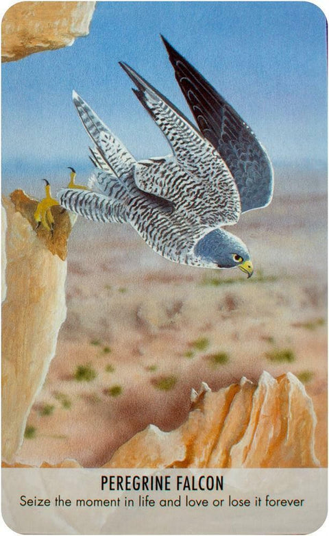 Peregrine sakalas iliustruota korta, sakalas besileidžia sparnuodamas virš uolų, stilinga sieninė dekoracija