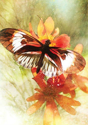 Butterfly Affirmations kortosHOBI.LT 🇱🇹