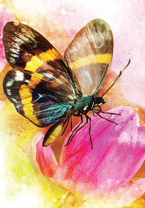 Blue Angel: Butterfly Transformations kortos (naujas leidimas) Blue Angel - HOBI.LT 🇱🇹