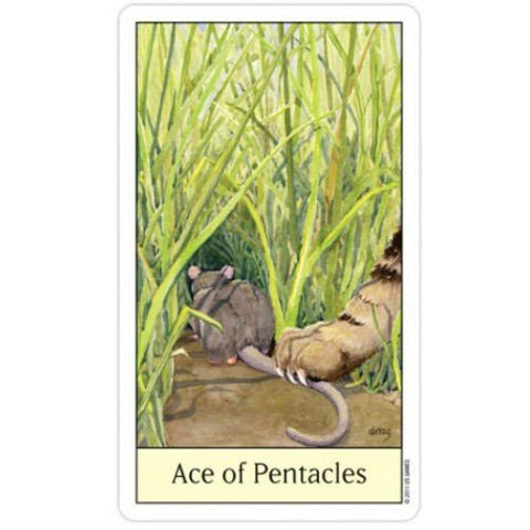 Cats Eye Tarot kortosHOBI.LT 🇱🇹