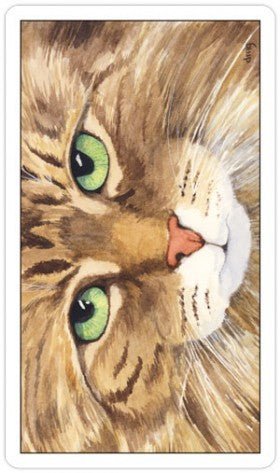 Cats Eye Tarot kortosHOBI.LT 🇱🇹