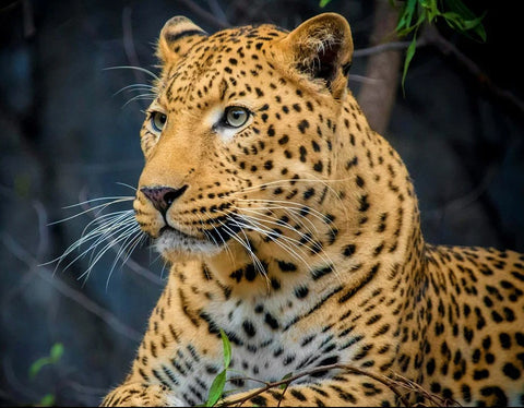Drobė su auksinės spalvos leopardo motyvu, didelis artimas profilis, 60×90 cm, puikiai tinka svetainės akcentui