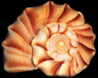 Jūros kriauklė kreminės ir rožinės spalvų, spiralinė forma, 8 cm skersmens, glotni blizgi tekstūra, parodyta iš viršaus