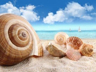 kriauklių rinkinys, įvairių dydžių ir formų, natūralios smėlio ir rožinės spalvos, eksponuotas ant pajūrio fono