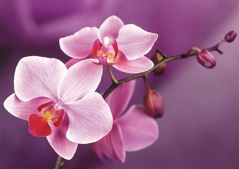 Orchidėja rožinė Phalaenopsis viena šaka su keliais pumpurais – arti fotografuota, puikiai tinka namų dekorui ar dovanai