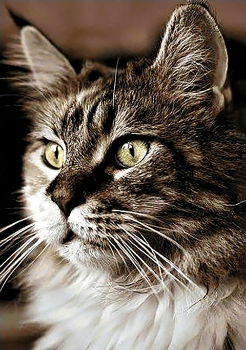 Katė ilgaplaukė ruda–balta Maine Coon stiliaus, profilio kampu demonstruojanti tankų kailį ir geltonas akis