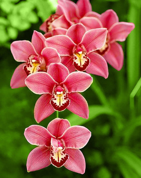Orchidėja Cymbidium rožinė, ilga žiedkočių kompozicija iš viršaus su ryškiais geltonais ir bordo centrais