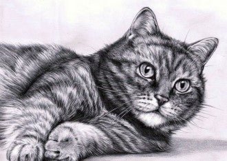 katės piešinys, rankų pieštas juodai baltas portretas 30×40 cm, detalioji veido kampo kompozicija, skirta svetainės interjerui