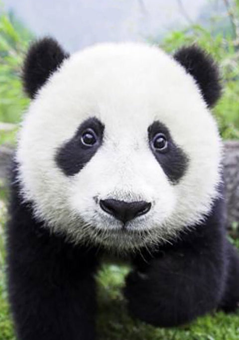 Pliušinis panda juodai baltas, artimas priekinės galvos portretas, rodantis minkštos pūkų tekstūrą ir detales