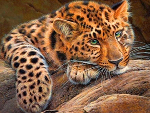 Drobė gulinčio leopardo portretas su ryškiai oranžiniu kailiu ir žaliomis akimis, artimas horizontinis kadravimas, 60×40 cm
