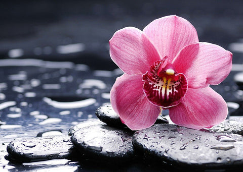 Orchidėja ryškiai rožinė, arti fono fokusas ant drėgnų juodų masažo akmenų, spa dekoro variantas voniai