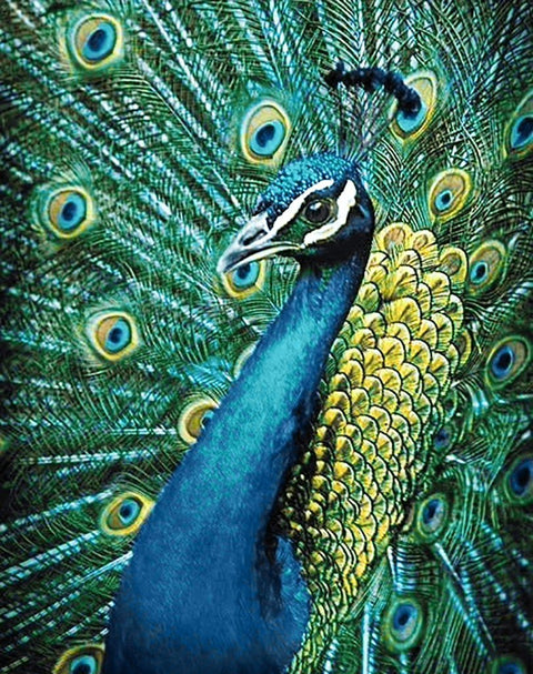 Drobė su pavo motyvu, ryškūs mėlyni ir žali plunksnų atspalviai, detalus portreto kampas