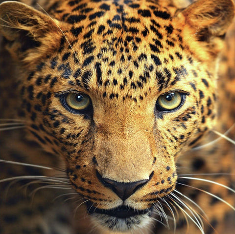 Leopardas – priartintas frontinis portretas su ryškiomis geltonomis akimis ir detalia kailio dėmių tekstūra