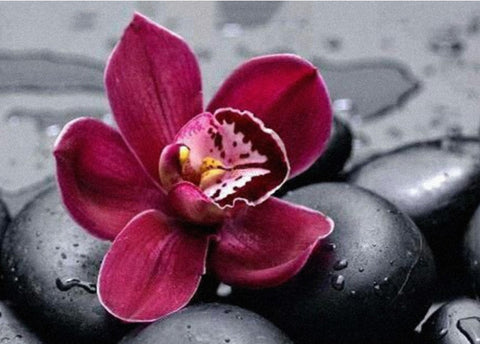 Orchidėja tamsiai raudona ant drėgnų juodų masažo akmenų, artimas kampas parodo žiedlapio tekstūrą ir spalvą