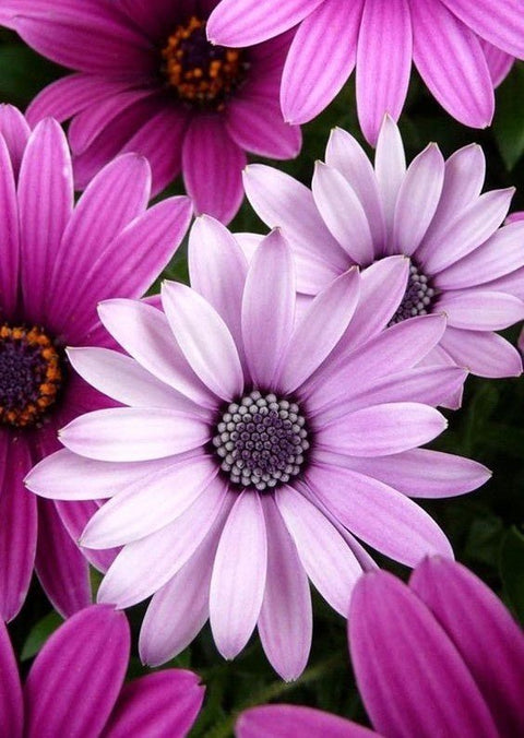 Parduodamų vazoninių osteospermum gėlių artimas viršutinis kadras, šviesiai alyviniai žiedlapiai ir ryškus tamsesnis žiedo centras