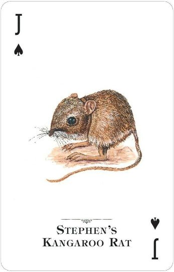 kortų korta valetas pikiuose su Stephen's Kangaroo Rat iliustracija ir rūšies pavadinimu ant balto fono, artimas planas