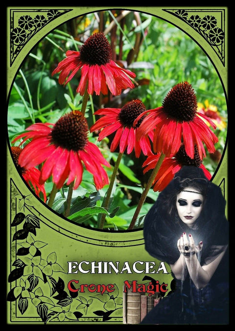 Solarus: Flower Magic Oracle Kortos Solarus - HOBI.LT 🇱🇹