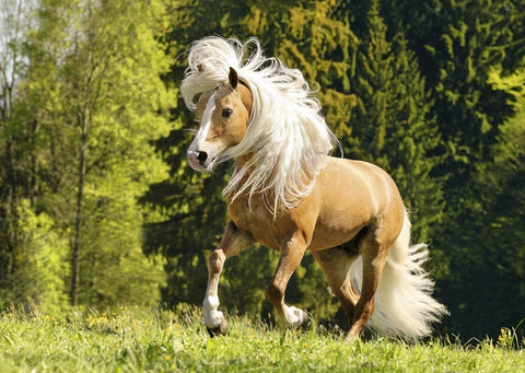 Ravensburger: Horse image 1000 Piece Puzzle - RAVENSBURGER dėlionė - HOBI.LT 🇱🇹