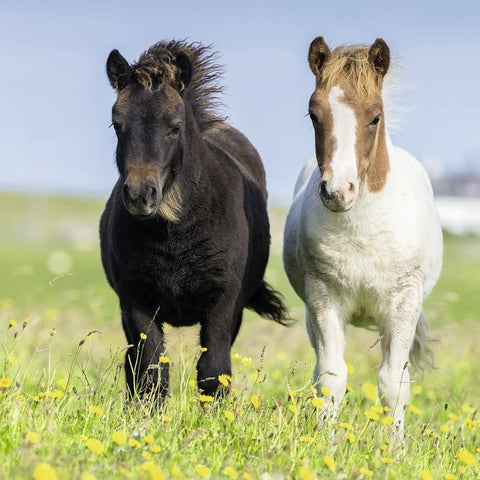 ponis juodas ir baltas–rudas vaikšto per geltonomis gėlėmis išmargintą pievą, priekinis planas
