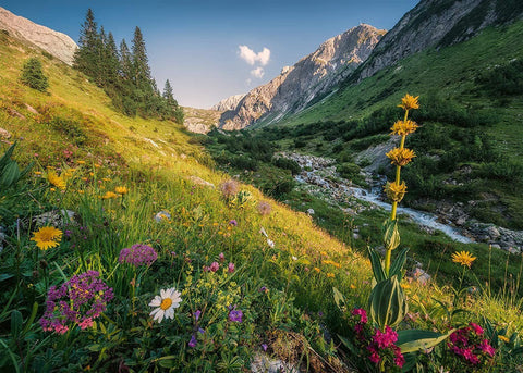 Alpinės gėlės su geltonais ir violetiniais žiedais pievoje prie upelio, fone uolėti kalnai
