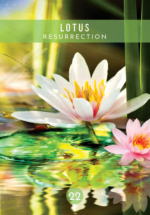 Plakatas Lotus Resurrection, baltų ir rožinių vandens lelijų kompozicija ant ryškaus žalsvo fono, vertikalus variantas