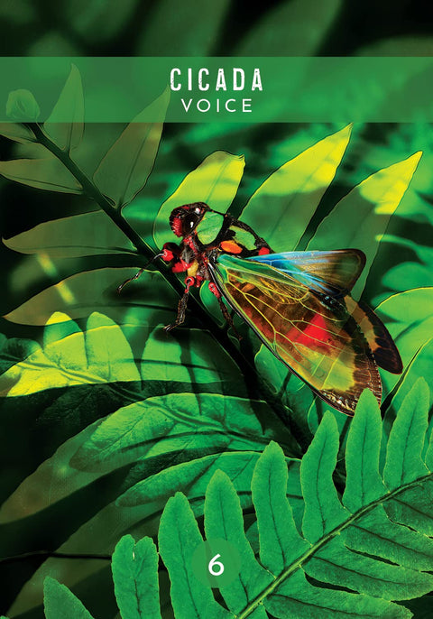 knyga 'Cicada Voice' su ryškiu žaliu viršeliu ir artima spalvota cikados ant paparčio iliustracija
