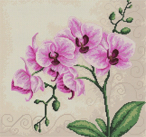 Kryželiu siuvinėta rožinė orchidėja ant smėlio spalvos drobės, detali 30×30 cm sieninė versija, matomas audinio tekstūros kontrastas