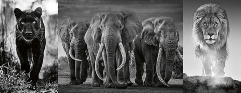 Ravensburger: Panthers, elephants, lions 1000 Piece Puzzle - RAVENSBURGER dėlionė - HOBI.LT 🇱🇹