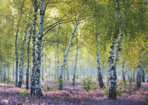 Quercetti: Puzzle 1000 - Birch Forest - RAVENSBURGER dėlionė - HOBI.LT 🇱🇹