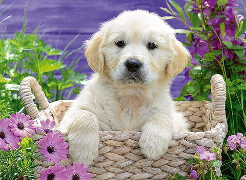 Ravensburger: Puzzle 500 Sweet Golden Retriever - RAVENSBURGER dėlionė - HOBI.LT 🇱🇹