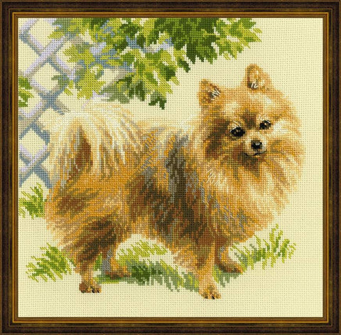 Kryželių rinkinys Pomeranijos šuniui, rudas motyvas 40×40 cm, parodytas užbaigtas ir įrėmintas