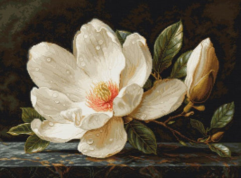 Magnolijos paveikslas baltos gėlės artimas planas su rasos lašeliais ant medinės lentynos tamsiame fone