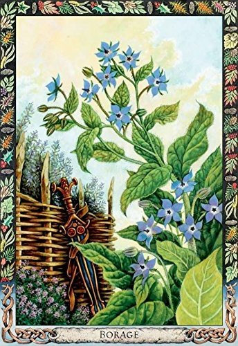 Welbeck Publishing: The Druid Plant Oracle Kortos - HOBI.LT 🇱🇹