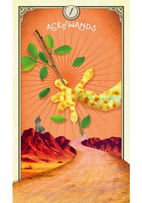 Hay House: The Tarot of Curious Creatures kortos Hay House - HOBI.LT 🇱🇹