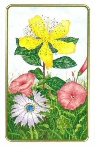 US Games Systems: Wildflowers Of The Natural World žaidimų kortos - HOBI.LT 🇱🇹