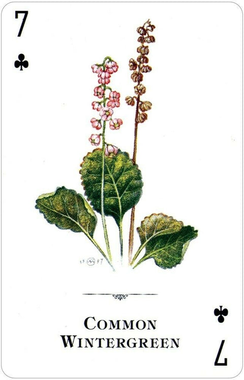 botaninė korta su Common Wintergreen piešiniu, stambūs žali lapai ir rožiniai žiedeliai, klubo simbolis