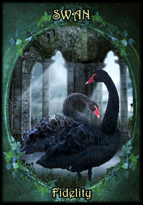 Solarus: Witches Familiars Oracle Kortos Solarus - HOBI.LT 🇱🇹
