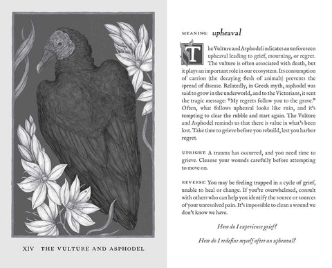 Andrews Mcmeel Publishing: Woodland Wardens Oracle kortos Andrews Mcmeel Publishing - HOBI.LT 🇱🇹